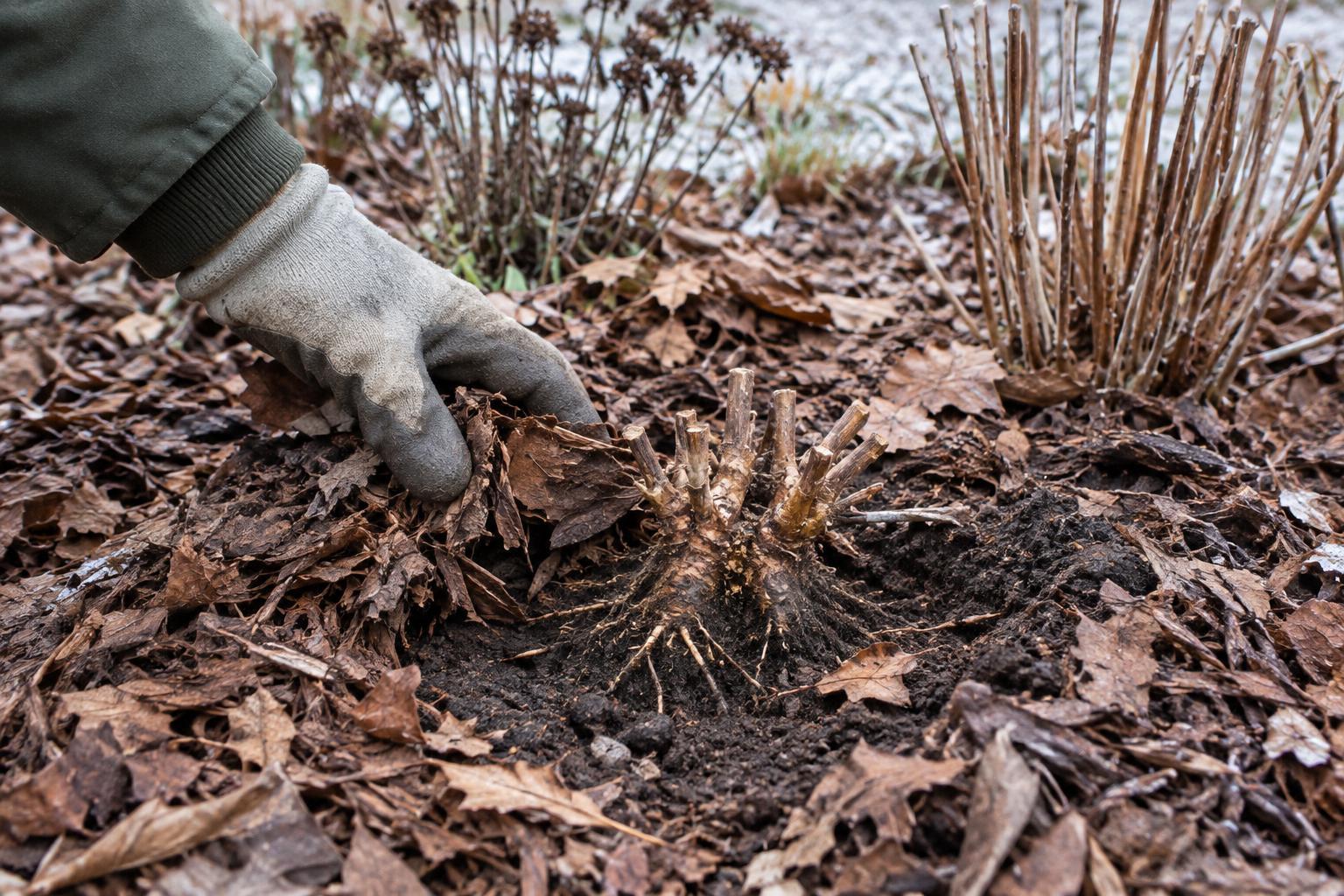 Checking Winter Mulch for Frost Heave Around Perennials