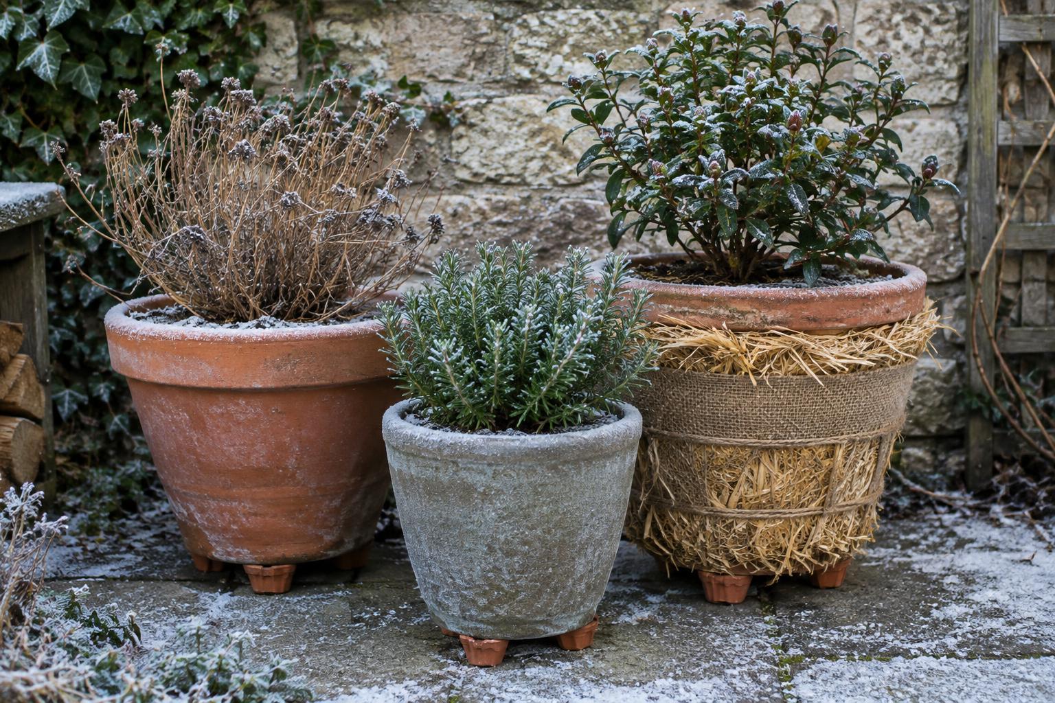 Protecting Container Plants from Winter Freeze-Thaw Damage